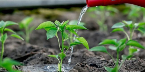 Jak správně zalévat sazenice: důležitá pravidla pro získání zdravých rostlin